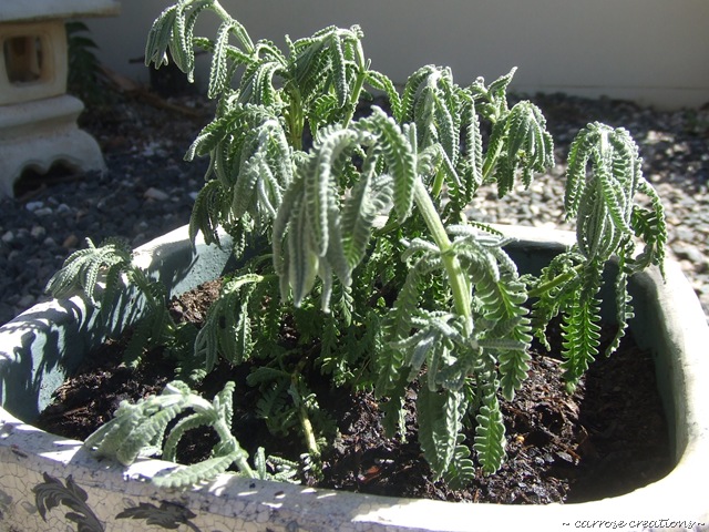 [2010_01230118[7].jpg]