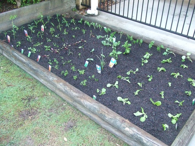 [New Vege Planted 2[3].jpg]