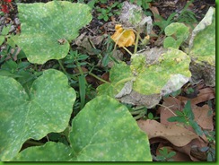 2010_05060011