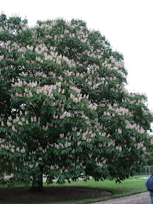 DSC01847.JPG