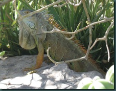IMG_9250 IMG_9250