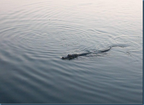alligator