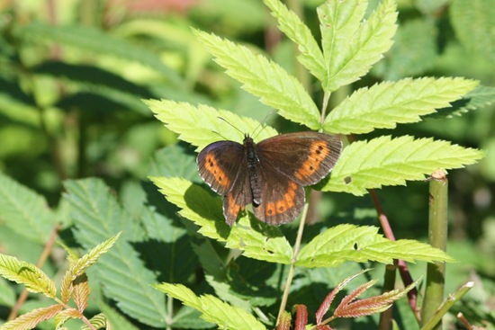 sommerfugl