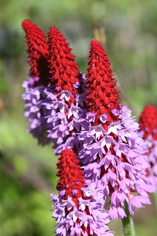 066