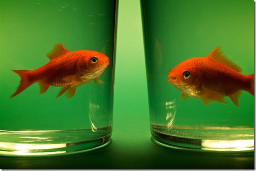 more freak show foto arte peixes fish (1) more freak show foto arte peixes fish (1)