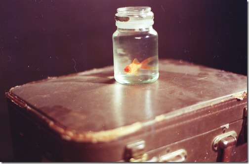 more freak show foto arte peixes fish (4) more freak show foto arte peixes fish (4)