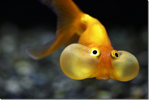 more freak show foto arte peixes fish (9) more freak show foto arte peixes fish (9)