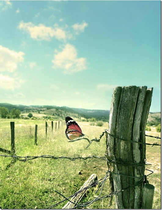 butterflay butterflay