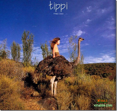 Book livro Tippi pequena garota e sua amizade com Animais selvagens (15) Book livro Tippi pequena garota e sua amizade com Animais selvagens (15)