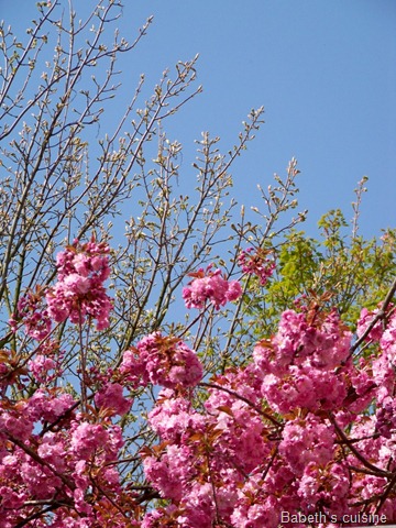 [arbre en fleurs[6].jpg]
