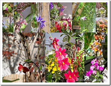 orchidées orchidées