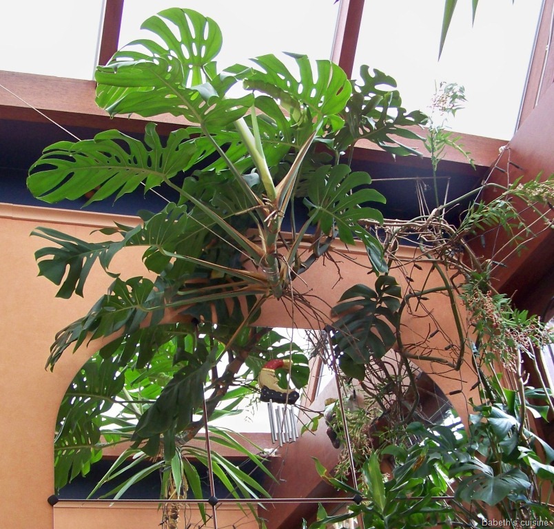 [philodendron[9].jpg]