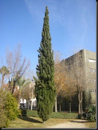 Cupressus_sempervirens_jardin_estanque