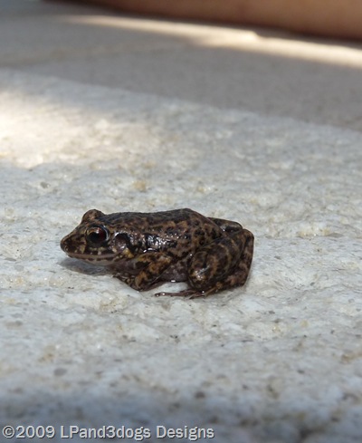 frog2