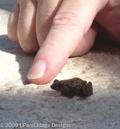 frog