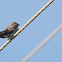 Northern Rough-winged Swallow