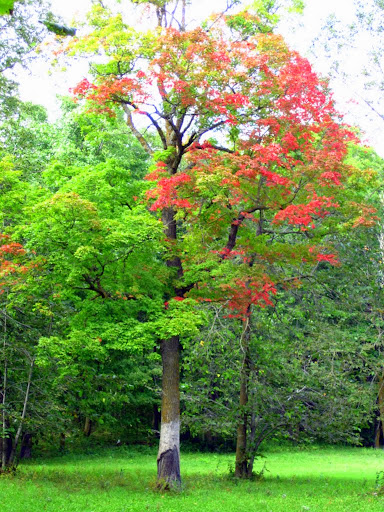 Early fall color near loon dance ranch.