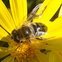 Mosca cernidora. Hoverflies