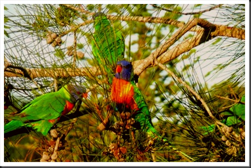 Yamba golf club_rainbow birds (7)