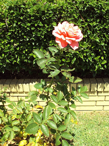 Rosa Lee's bloom
