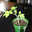 Elizabeth Stefancsik Tomato