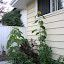 teresamclaren's Backyard  garden