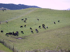 Happy cows!