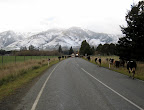 Cow crossing on the way back to Queenstown