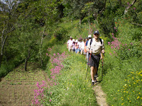 AMALFI - WALKERS & FLOWERS