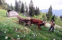 Traditional farming