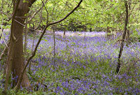 Bluebells