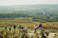 Vineyard walking.
