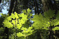 Olympic National Forest - Rainforest