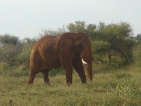 Elephant for real.