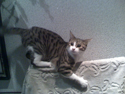 Pour les amoureux des chats - Page 2 10-10-08_0737