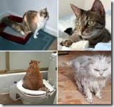 Cat_Urinating_Carpet