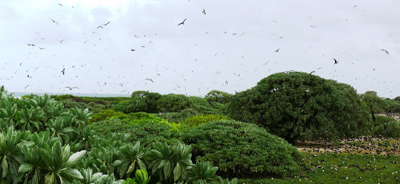 Bird Island в картинках. Сейшелы остров птиц.