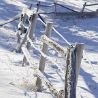 Frozen fence in the back yard.