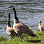 The local wildlife watching is pretty close up.  In fact we would appreciate it if you chase them back in the river.