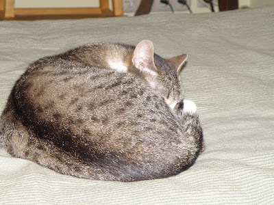 Obrazek
