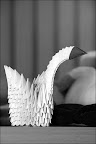 091110-128-bw-w.jpg