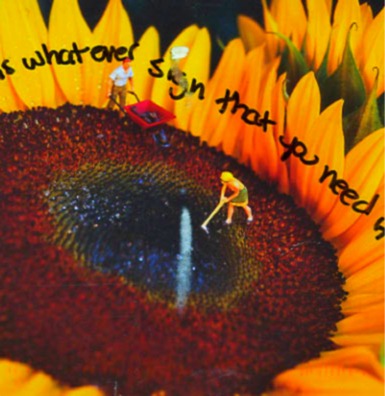 [sunflower[10].jpg]