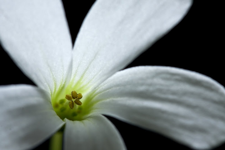 IMAGE: http://lh6.ggpht.com/_ti_aShlyB7A/SB0p7W_zOxI/AAAAAAAABAE/A1QnPFkgYLs/s720/IMG_9804-shamrock%20copy.jpg