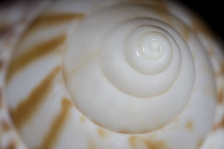 IMAGE: http://lh6.ggpht.com/_ti_aShlyB7A/SCd6pwjXC4I/AAAAAAAABFw/VPmOAwdo8M0/s720/IMG_0195-small%20conch%20shell.jpg