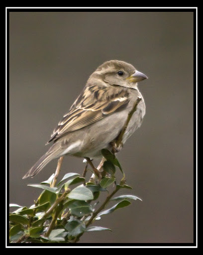 IMAGE: http://lh6.ggpht.com/_ti_aShlyB7A/SXUfbzgtZ4I/AAAAAAAACNk/owoVzdKmmZQ/IMG_4228a%20copy.jpg