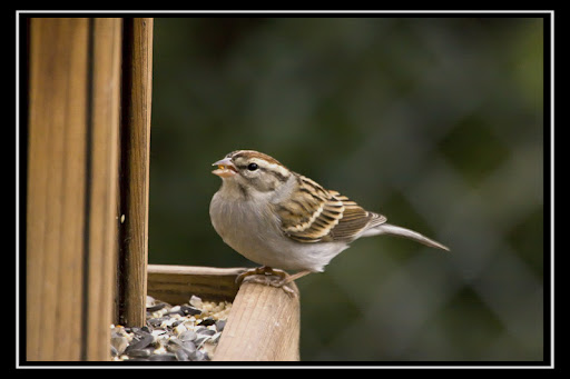 IMAGE: http://lh6.ggpht.com/_ti_aShlyB7A/SXUff16ZC9I/AAAAAAAACOE/B4gIh-EZ9pY/IMG_4298a%20copy.jpg