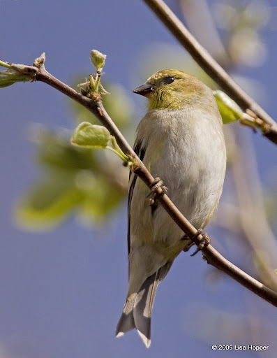 IMAGE: http://lh6.ggpht.com/_ti_aShlyB7A/SbRskGENeTI/AAAAAAAACmU/Yocg2uTFw2I/s512/IMG_5289-goldfinch%20in%20sun.jpg