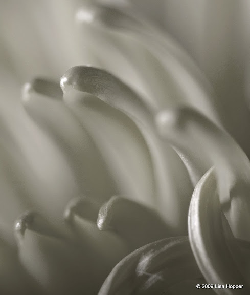 IMAGE: http://lh6.ggpht.com/_ti_aShlyB7A/SgcSYg00I_I/AAAAAAAAC10/sv6pDQZJLNw/s576/IMG_8420%20petals.jpg