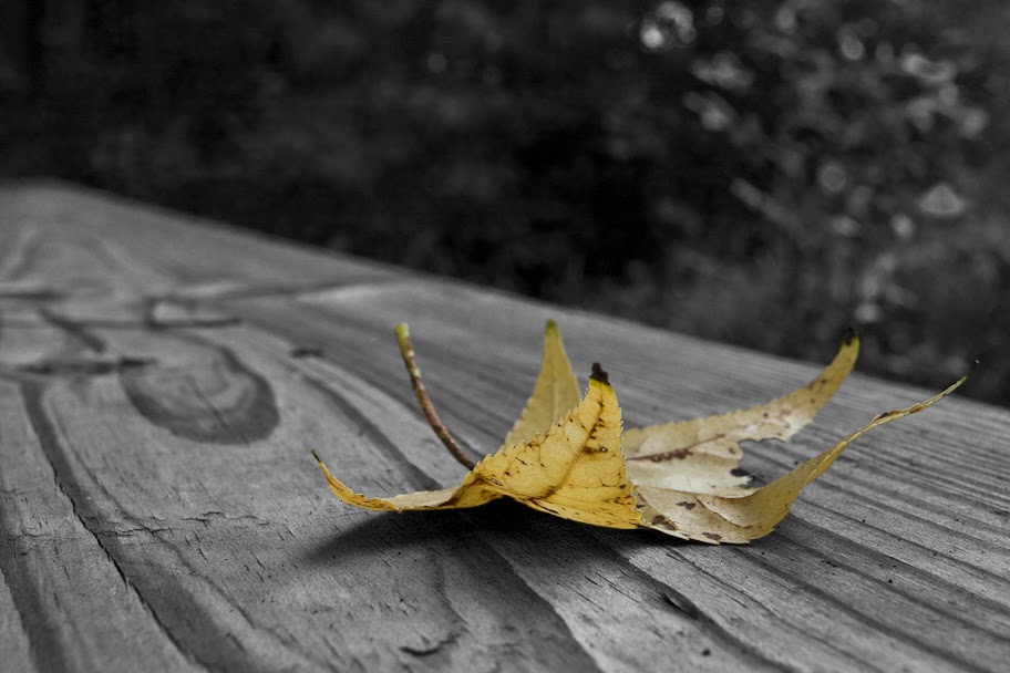IMAGE: http://lh6.ggpht.com/_ti_aShlyB7A/TOdOXb8xn1I/AAAAAAAAEuA/8rZmA-OMrak/s912/IMG_1810-yellow%20leaf.jpg
