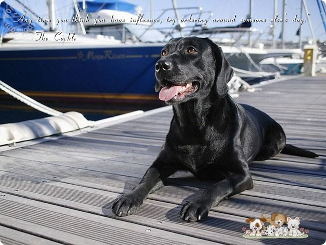 Pet Dogs Lovely Quotes